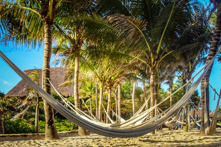 hamacsa hanging from palm treesの写真素材