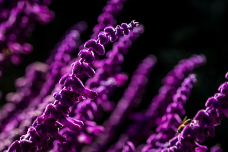 violet flower of salvia