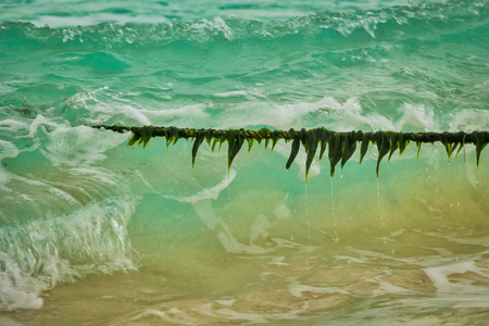 rope covered with seaweed entering the sea