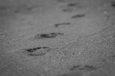 footprints on the beach