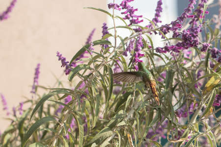 hummingbird flying an eating nectar from purple flower on springの写真素材