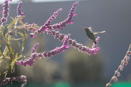 hummingbird flying an eating nectar from purple flower on springの写真素材