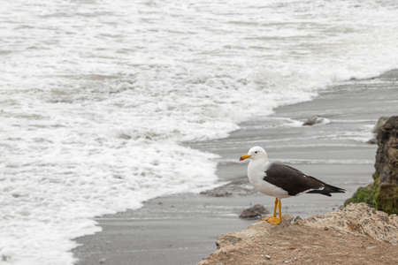 lonely seagull perched quiet on the coast of limaの写真素材