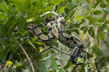 wild big python snake curled up on a tree in the bolivian jungle