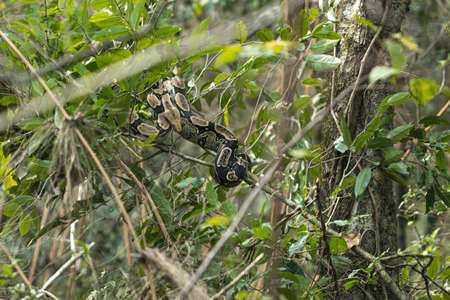 wild big python snake curled up on a tree in the bolivian jungle