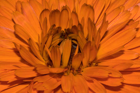 orange head flower in spring
