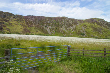 closed gate in daisies meadow on englandの写真素材