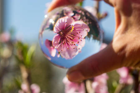 peach blossoms reflected in glass sphere taken by handの写真素材