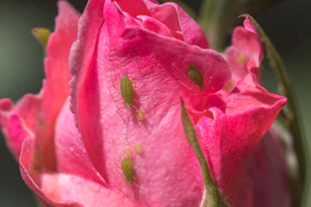 green aphids in pink rose blossomの写真素材