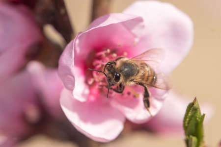bee inside peach flower pollinatingの写真素材