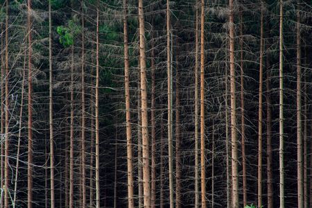 rectilinear French forest in chartreuse (Alps)