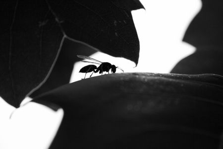 Wasp drinking small water drops on a branchの写真素材