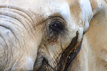 The eye of an old african elephantの写真素材