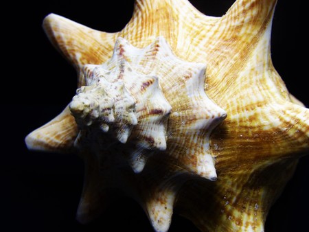 Shell Seashell Dominican Republic