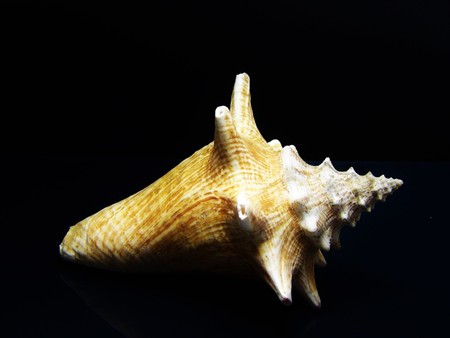 seashell on black backgroundの写真素材