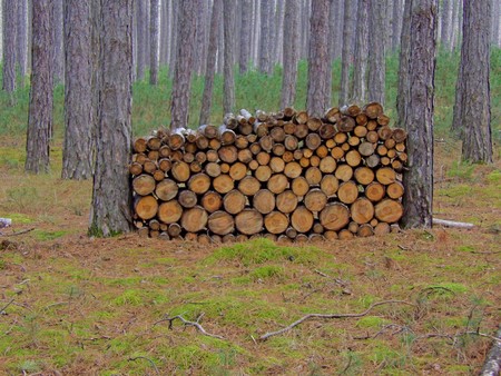 large pile of wood beautifully finishedの写真素材