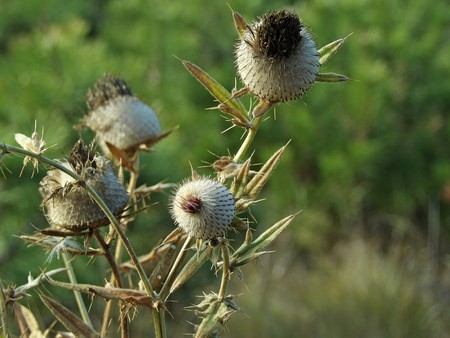 Flowered brown thistle in autumnの写真素材