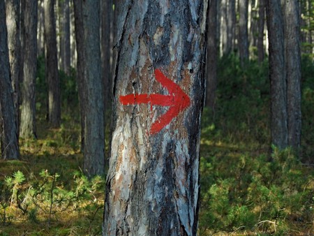 tree red painted arrow rightの写真素材