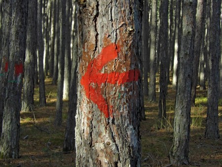 tree red painted arrow leftの写真素材