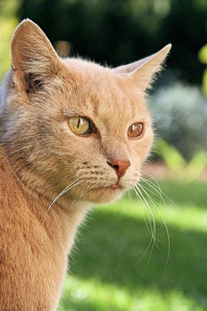 Portrait of a unique ginger cat, one green and one brown eye