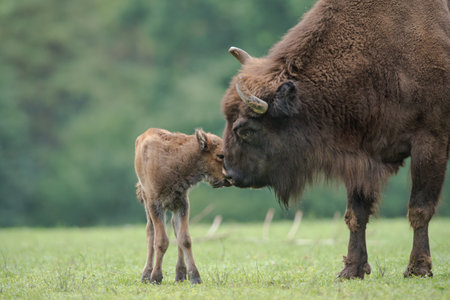 European Bison and her newborn calf.の写真素材