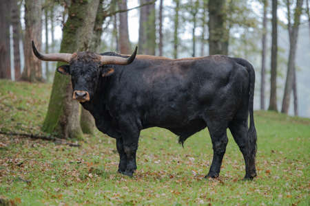 Reconstituted Aurochs or Heck's Aurochs