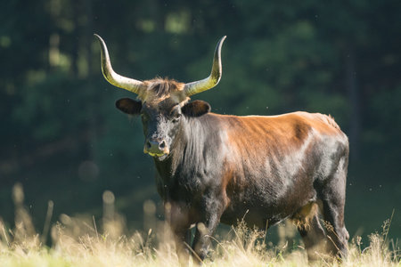 Reconstituted Aurochs or Heck's Aurochsの写真素材