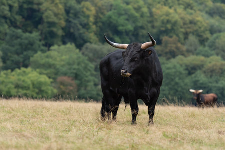 Reconstituted Aurochs or Heck's Aurochsの写真素材