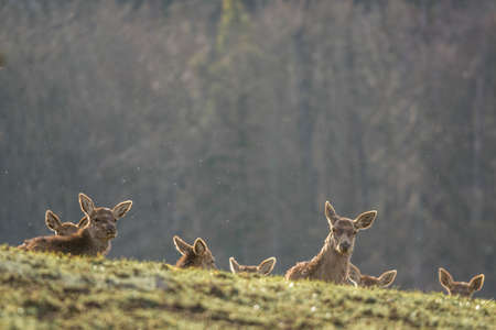 Red deer or red deer