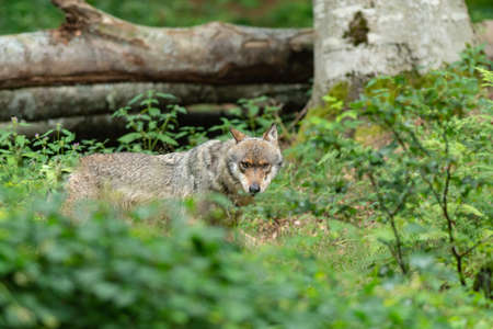 gray wolf in a forest