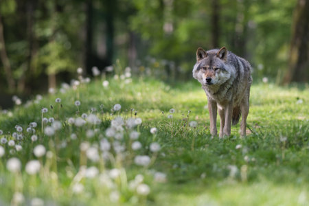 gray wolf in a forestの写真素材