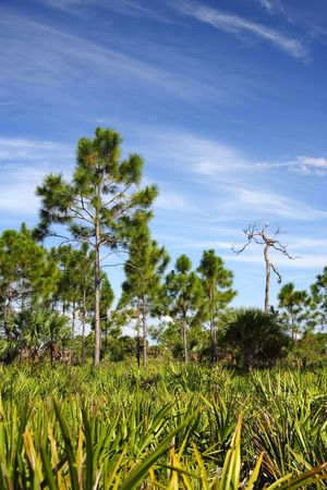 Everglades Pinelands, Big Cypress National Preserveの写真素材