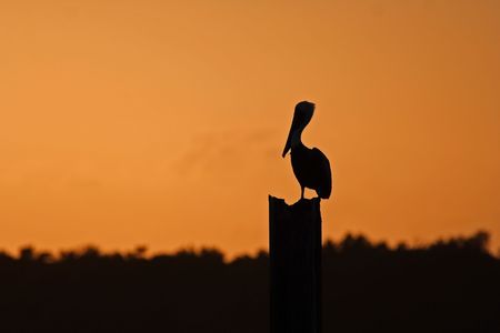 Pelican Silhouette, Biscayne National Parkの写真素材