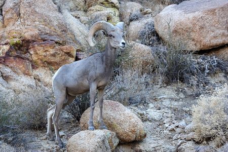 Desert Bighorn in Joshua Tree National Park, Californiaの写真素材