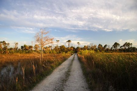 Backcountry Buggy Trail through the Evergladesの写真素材