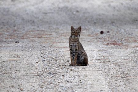 A cat in the Everglades, Big Cypress National Preserveの写真素材