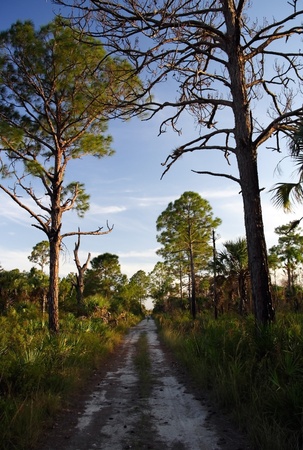 Backcountry road Everglades pinelands, Big Cypress National Preserveの写真素材