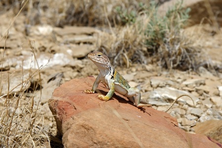 Collared Lizard in Chaco Culture National Historical Parkの写真素材