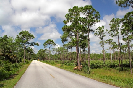 Main Road through Florida s scenic Jonathan Dickinson State Parkの写真素材