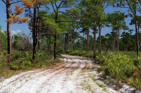 The Florida Trail in Jonathan Dickinson State Parkの写真素材