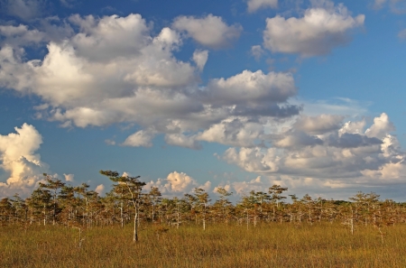 Scenic subtropical landscape in Everglades National Park, South Florida