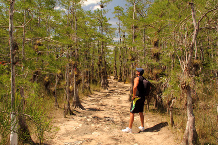 Big Cypress National Preserve, May 17, 2014 - Hiker pauses to take in the scenery along the Skillet Strand backcountry trail in the Florida Everglades.のeditorial素材