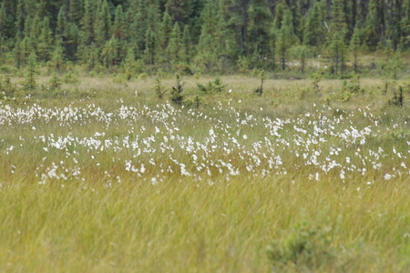 A field of white, fluffy Eriophorum spp (Alaska cotton).の写真素材