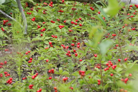 A common roadside berry in rural Alaskaの写真素材