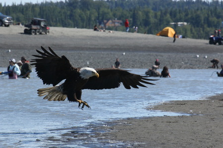 The Kasilof river with fishermen in the background. In the foreground, a bald eagle lands after patrolling the area for fish.の写真素材