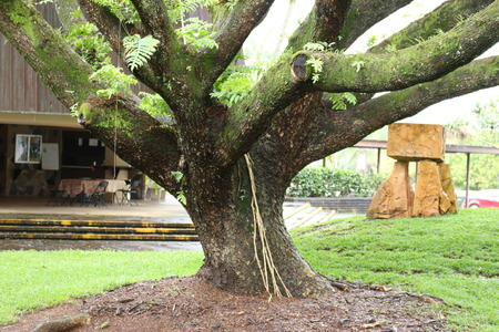 A tree in a courtyard on Hawaii's windward side. Thick green moss and ferns grow on the branches.の写真素材