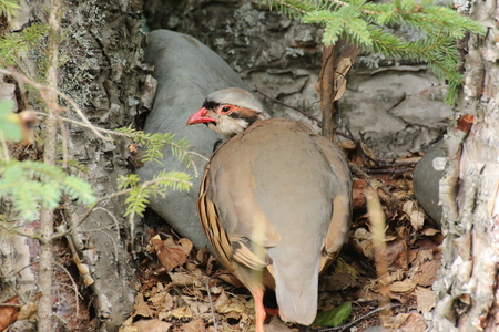 While native to Europe, these game birds are sometimes imported to North America.の写真素材