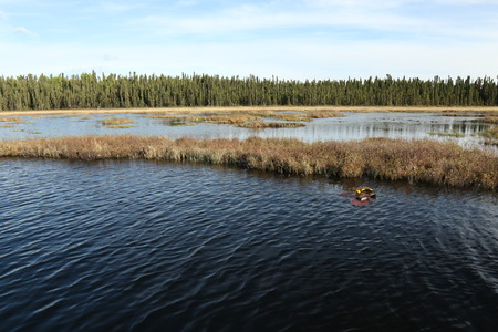 A boreal lake wetland in late afternoon. Lillypads and wetland shrubs in the foreground.の写真素材
