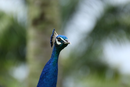 A peacockの写真素材