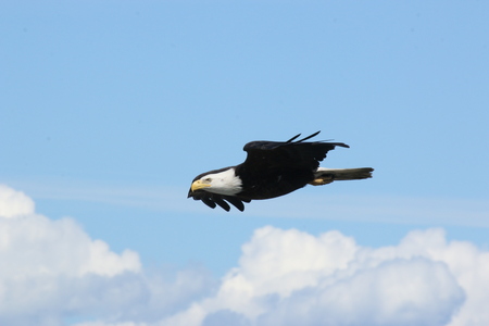 Haliaeetus leucocephalus, a type of sea eagle in flight.の写真素材